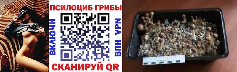Купить где  Навашино  Псилоцибиновые грибы мицелий 